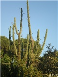 Cereus -Lošinj