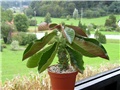 Monadenium magnificum