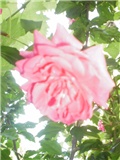 Roza ruža