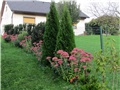 Sedum Herbstfreude