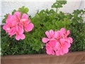 Pelargonije/1