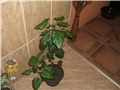 hibiskus