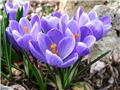 Crocus