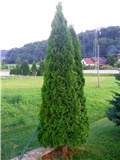 Thuja occidentalis 