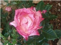 ruža1