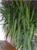 Yucca aloifolia ( juka, drvo života )