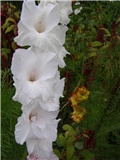 Gladiola