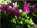 Viola odorata