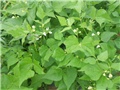 mahune cvat