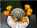 Sulcorebutia