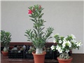 Adenium obesum