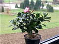 Adenium obesum, sijanac  2012