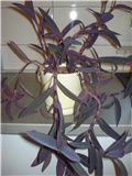 tradescantia