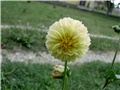 pompon dalija