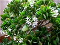 Crassulla ovata