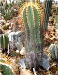 Astrophytum ornatum