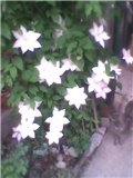 Clematis 