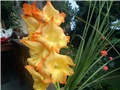 Gladiola