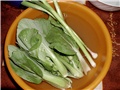 pak choi