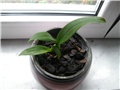 Oncidium orhideja