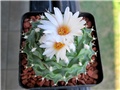 Obregonia denegrii
