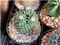 Mammillaria spinosissima un pico