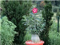 Adenium obesum