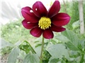 bordo dalija1