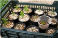 Pachypodium