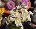 Blossfeldia liliputiana