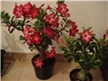 adenium reznica