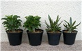 p. saundersii  - p. rosulatum