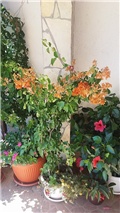bugenvilla 1