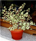 Portulacaria afra 