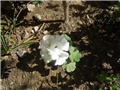 pelargonija bijela