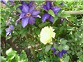 clematis