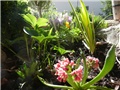 lewisia
