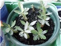 adenium 