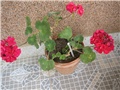 Pelargonija stajaća