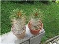Pachypodium  namaquanum