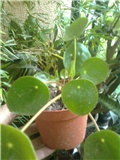 peperomia