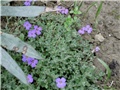 aubrieta