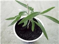 goji bobice5