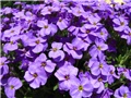 Aubrieta deltoides