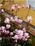magnolia