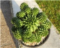 Euphorbia susannae