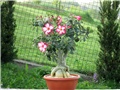 Adenium obesum