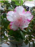 azalea cvjet