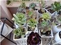aeonium++++++