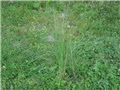 Pampas